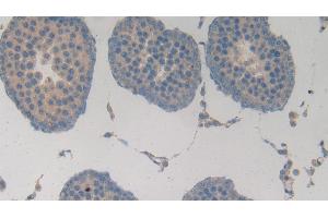 Detection of MMP3 in Rat Testis Tissue using Polyclonal Antibody to Matrix Metalloproteinase 3 (MMP3) (MMP3 anticorps  (AA 278-450))