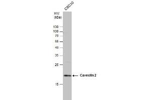 WB Image Caveolin 2 antibody detects Caveolin 2 protein by western blot analysis. (Caveolin 2 anticorps  (N-Term))