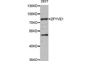 Western blot analysis of extracts of 293T cells, using ZFYVE1 antibody (ABIN5975594) at 1/1000 dilution. (ZFYVE1 anticorps)