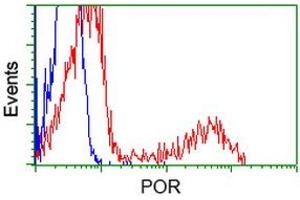 Image no. 18 for anti-P450 (Cytochrome) Oxidoreductase (POR) antibody (ABIN1497746) (POR anticorps)