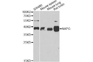 Western blot analysis of extracts of various cell lines, using NAPG antibody. (NAPG anticorps)