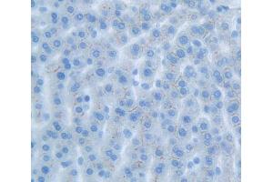 IHC-P analysis of Rat Tissue, with DAB staining. (IL17 Receptor B anticorps  (AA 166-354))