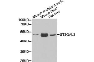 Western blot analysis of extracts of various cell lines, using ST3GAL3 antibody (ABIN5974085) at 1/1000 dilution. (ST3GAL3 anticorps)