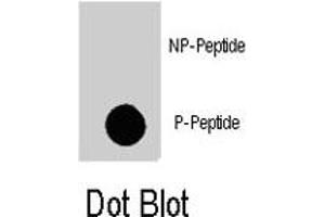 Dot blot analysis of MAP4K4 (phospho S629) polyclonal antibody  on nitrocellulose membrane.