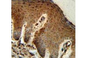 Immunohistochemistry analysis in human skin (Formalin-fixed, Paraffin-embedded) using Parathymosin / PTMS  Antibody  (C-term), followed by peroxidase conjugated secondary antibody and DAB staining. (Parathymosin anticorps  (C-Term))