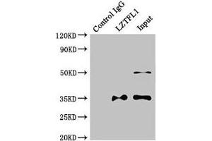 LZTFL1 antibody  (AA 116-299)