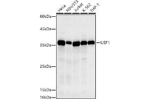 Western blot analysis of extracts of various cell lines, using USF1 antibody (ABIN7271229) at 1:500 dilution. (USF1 anticorps)