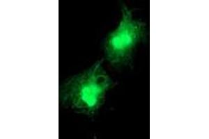Immunofluorescence (IF) image for anti-Deoxythymidylate Kinase (Thymidylate Kinase) (DTYMK) antibody (ABIN1497922) (DTYMK anticorps)