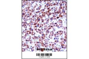 SIGLEC8 Antibody immunohistochemistry analysis in formalin fixed and paraffin embedded human liver tissue followed by peroxidase conjugation of the secondary antibody and DAB staining.