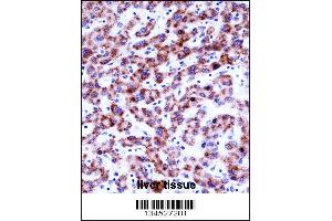 SIGLEC8 Antibody immunohistochemistry analysis in formalin fixed and paraffin embedded human liver tissue followed by peroxidase conjugation of the secondary antibody and DAB staining. (SIGLEC8 anticorps  (N-Term))