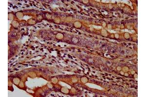 IHC image of ABIN7144304 diluted at 1:600 and staining in paraffin-embedded human small intestine tissue performed on a Leica BondTM system. (Anoctamin 2 anticorps  (AA 1-83))