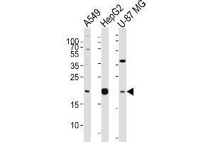 Western blot analysis of lysates from A549, HepG2, U-87 MG cell line (from left to right), using EREG Antibody (C-term) (ABIN650993 and ABIN2840027).