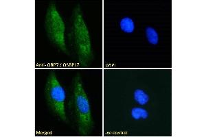 (ABIN185119) Immunofluorescence analysis of paraformaldehyde fixed HeLa cells, permeabilized with 0. (OSBPL7 anticorps  (C-Term))