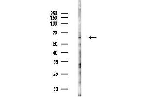 anti-Cdk5 and Abl Enzyme Substrate 2 (CABLES2) (Internal Region) antibody