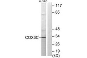 Western blot analysis of extracts from HuvEc cells, using COX6C Antibody. (COX6C anticorps  (AA 11-60))