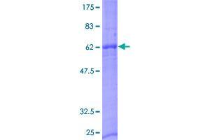 Image no. 1 for Neurexophilin 2 (NXPH2) (AA 1-264) protein (GST tag) (ABIN1313286)