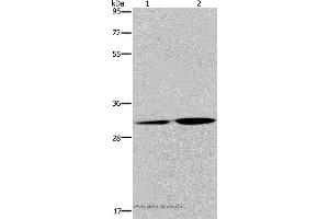 Western blot analysis of HT-29 cell and human placenta tissue, using DNASE1L3 Polyclonal Antibody at dilution of 1:450 (DNASE1L3 anticorps)
