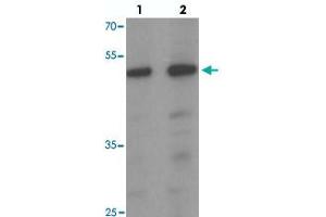 Western blot analysis of SAMSN1 in HeLa cell lysate with SAMSN1 polyclonal antibody  at (1) 0. (SAMSN1 anticorps  (C-Term))