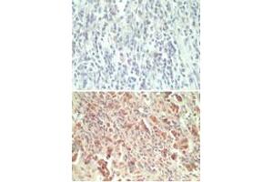 Image no. 1 for anti-G Protein-Coupled Receptor 18 (GPR18) (AA 1-50) antibody (ABIN960190) (GPR18 anticorps  (AA 1-50))