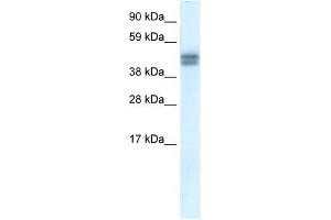 SAP30BP antibody used at 0. (SAP30BP anticorps  (N-Term))