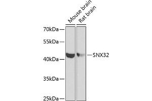 Western blot analysis of extracts of various cell lines, using SNX32 antibody (ABIN6133108, ABIN6148251, ABIN6148252 and ABIN6224028) at 1:1000 dilution. (SNX32 anticorps  (AA 144-403))