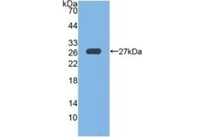 Detection of Recombinant GPX6, Mouse using Polyclonal Antibody to Glutathione Peroxidase 6, Olfactory (GPX6) (Glutathione Peroxidase 6 anticorps  (AA 20-221))
