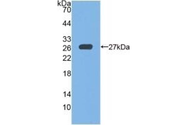 Glutathione Peroxidase 6 anticorps  (AA 20-221)