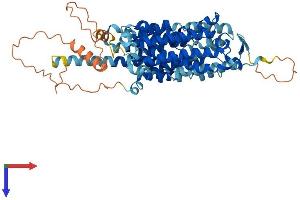 AlphaFold protein structure predicition of Human Recombinant SLC43A2 Protein, UniprotID Q8N370