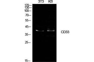 Western Blot (WB) analysis of NIH-3T3, KB cells using CD33 Polyclonal Antibody. (CD33 anticorps  (Internal Region))