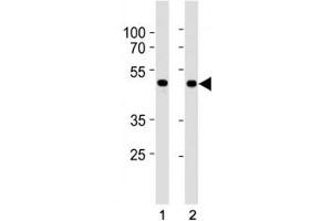 SMAD3 antibody western blot analysis in HepG2 and mouse C2C12 lysate.