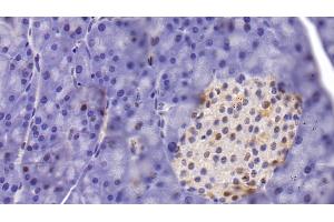 Detection of HDAC1 in Mouse Pancreas Tissue using Monoclonal Antibody to Histone Deacetylase 1 (HDAC1)