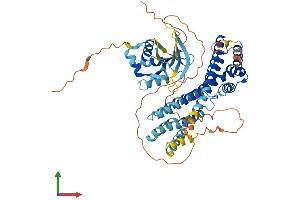 AlphaFold protein structure predicition of Human Recombinant RFX8 Protein, UniprotID Q6ZV50