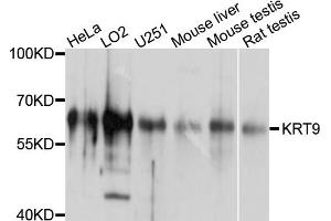 Western blot analysis of extracts of various cell lines, using KRT9 antibody (ABIN4904185) at 1:1000 dilution. (KRT9 anticorps)