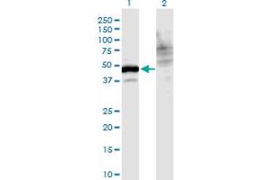 Western Blot analysis of WDR73 expression in transfected 293T cell line by WDR73 monoclonal antibody (M06), clone 4A6. (WDR73 anticorps  (AA 1-378))
