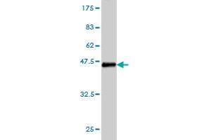 Western Blot detection against Immunogen (36.