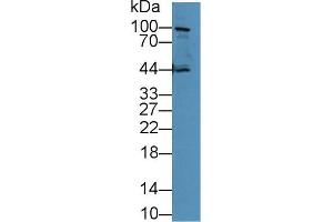 Western blot analysis of Human PC3 cell lysate, using Mouse CDHE Antibody (5 µg/ml) and HRP-conjugated Goat Anti-Rabbit antibody (