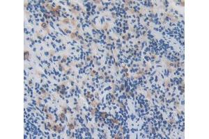 IHC-P analysis of Kidney tissue, with DAB staining. (Manic Fringe anticorps  (AA 56-309))