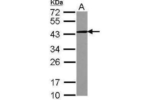 WB Image Sample (30 ug of whole cell lysate) A: K562 12% SDS PAGE antibody diluted at 1:1000 (CD82 anticorps  (C-Term))