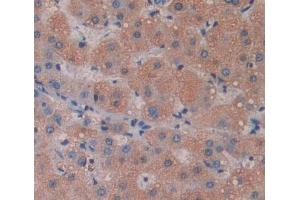 anti-Eukaryotic Translation Initiation Factor 4A1 (EIF4A1) (AA 1-271) antibody