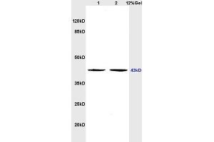 L1 rat brain, L2 rat heart lysates probed (ABIN677828) at 1:200 in 4 °C. (Serotonin Receptor 4 anticorps  (AA 21-120))