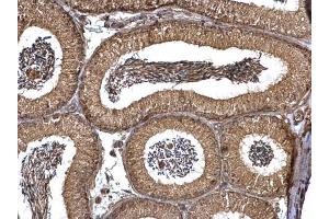 IHC-P Image PEX19 antibody detects PEX19 protein at cytosol on mouse testis by immunohistochemical analysis. (PEX19 anticorps)