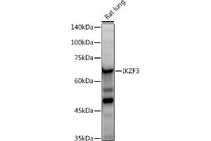 Western blot analysis of extracts of Rat lung, using IKZF3 antibody (ABIN7267842) at 1:500 dilution.