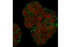Confocal Immunofluorescence of MCF-7 cells E-Cadherin Monoclonal Antibody (SPM381) labeled with CF488 (Green); Reddot is used to label the nuclei.