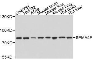 Western blot analysis of extracts of various cell lines, using SEMA4F antibody (ABIN4905114) at 1:1000 dilution. (SEMA4F anticorps)