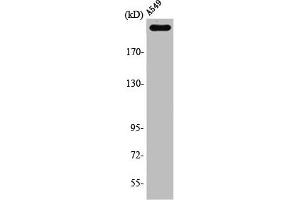 Western Blot analysis of A549 cells using PTPζ Polyclonal Antibody