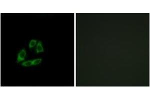 Immunofluorescence analysis of A549 cells, using ARFIP1 Antibody. (ARFIP1 anticorps  (AA 271-320))
