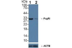 Knockout Varification: Lane 1: Wild-type MCF7 cell lysate, Lane 2: FcgRI knockout MCF7 cell lysate, Predicted MW: 38~42 kDa Observed MW: 42 kDa Primary Ab: 1 μg/mL Rabbit Anti-Human FcgRI Antibody Second Ab: 0.