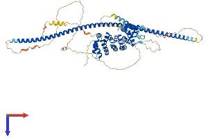 AlphaFold protein structure predicition of Human Recombinant CCDC138 Protein, UniprotID Q96M89