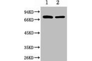 Western blot analysis of 1) Hela, 2) Mouse Brain, diluted at 1:2000. (HSPA1L anticorps)