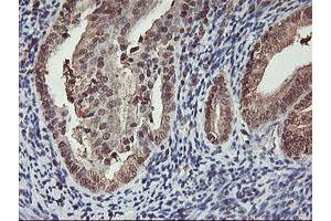 Image no. 7 for anti-Cytochrome P450, Family 2, Subfamily A, Polypeptide 6 (CYP2A6) antibody (ABIN1497724)